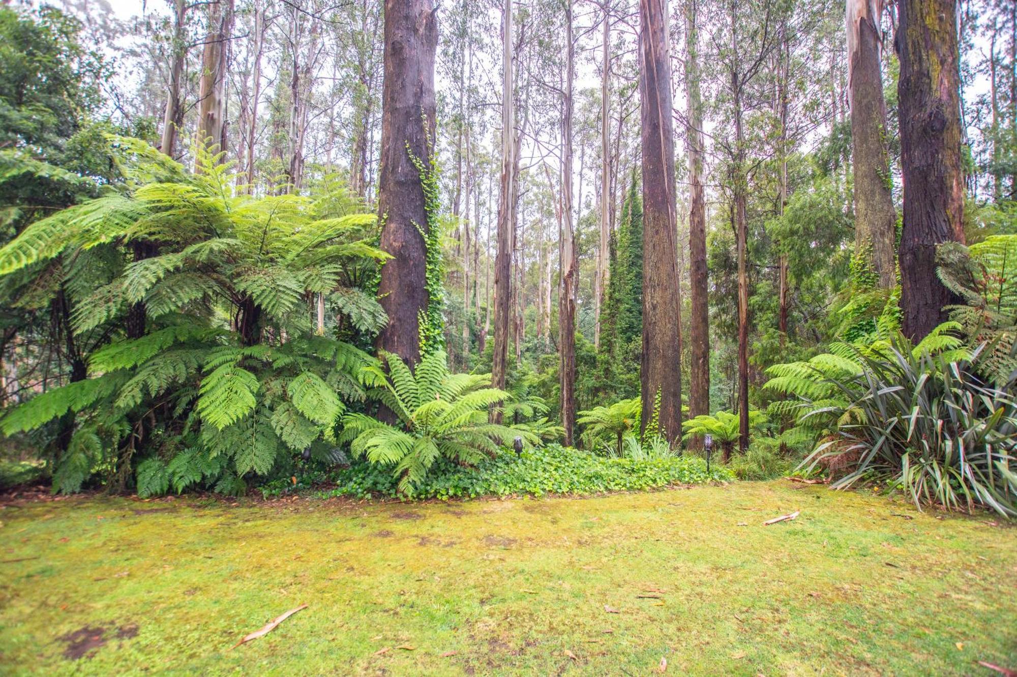 The Fernglen Forest Retreat Mount Dandenong Bagian luar foto