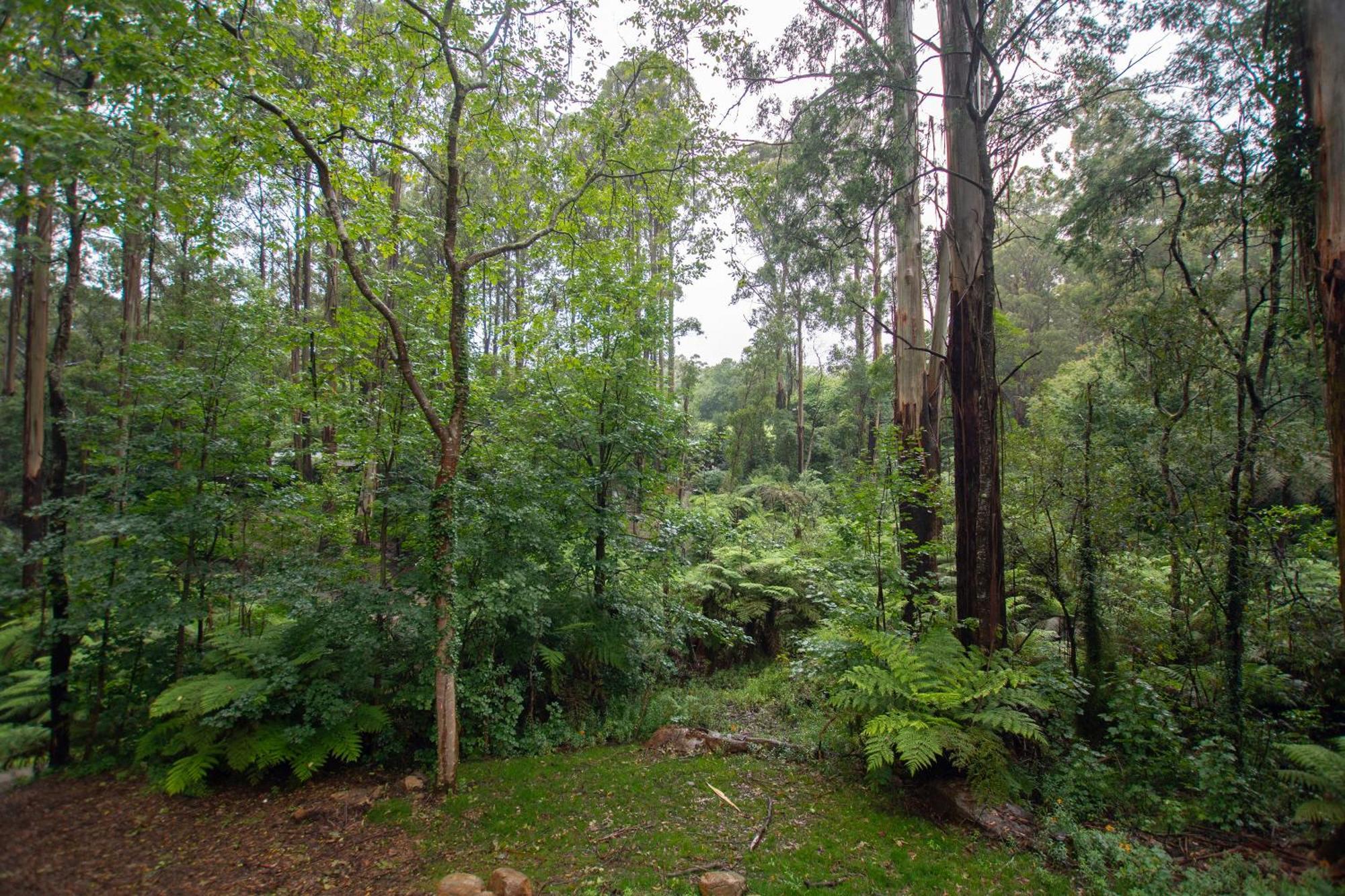 The Fernglen Forest Retreat Mount Dandenong Bagian luar foto