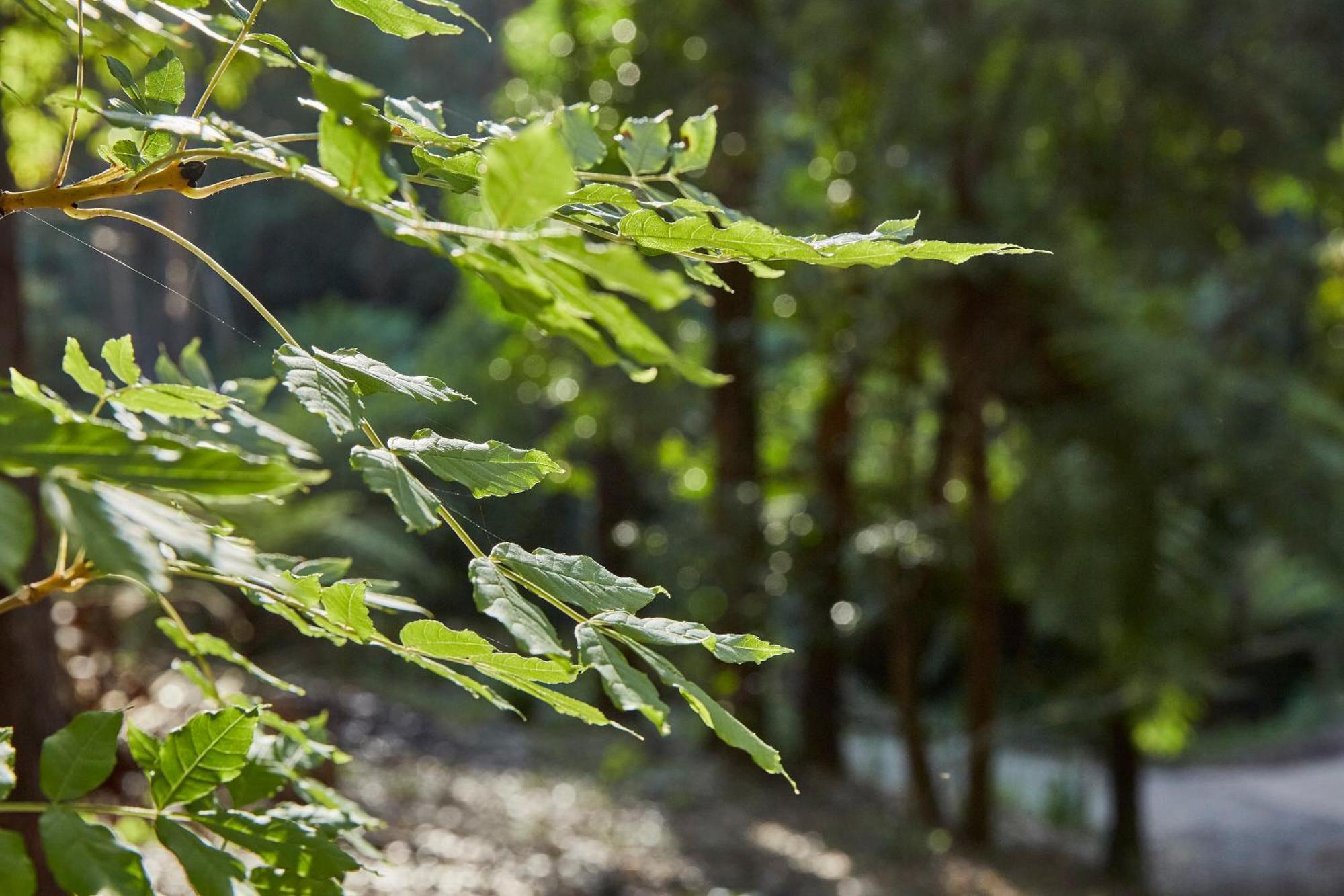 The Fernglen Forest Retreat Mount Dandenong Bagian luar foto