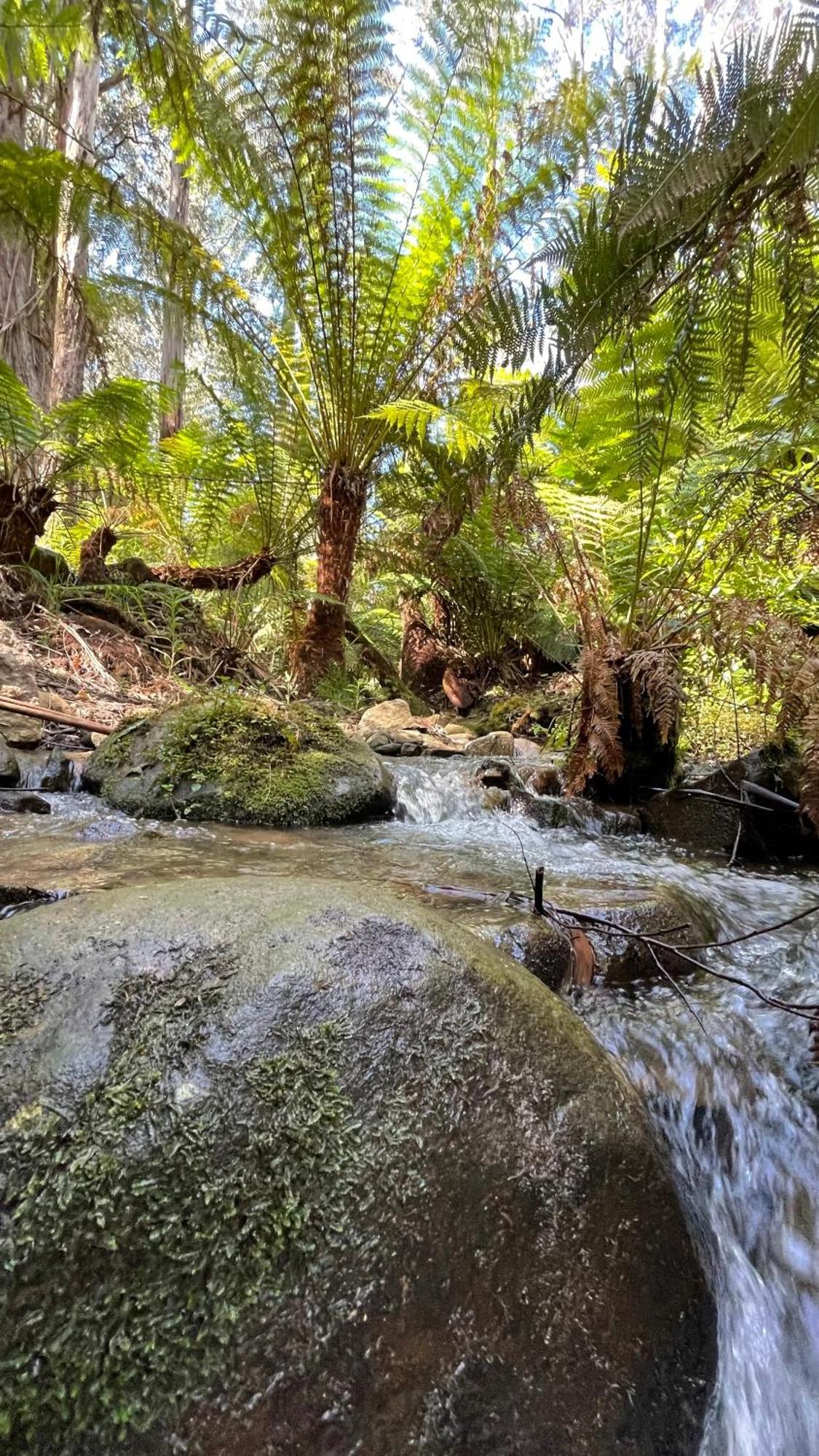 The Fernglen Forest Retreat Mount Dandenong Bagian luar foto