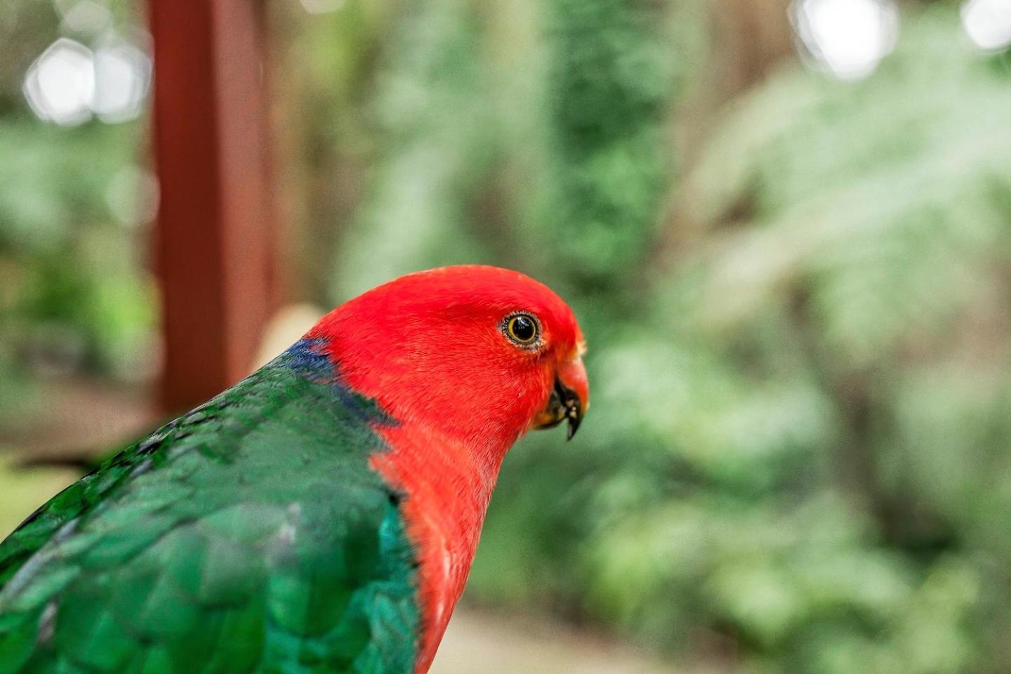 The Fernglen Forest Retreat Mount Dandenong Bagian luar foto