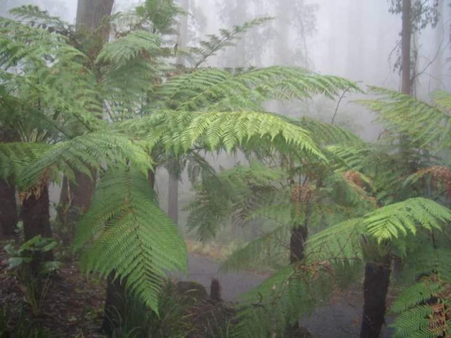 The Fernglen Forest Retreat Mount Dandenong Bagian luar foto