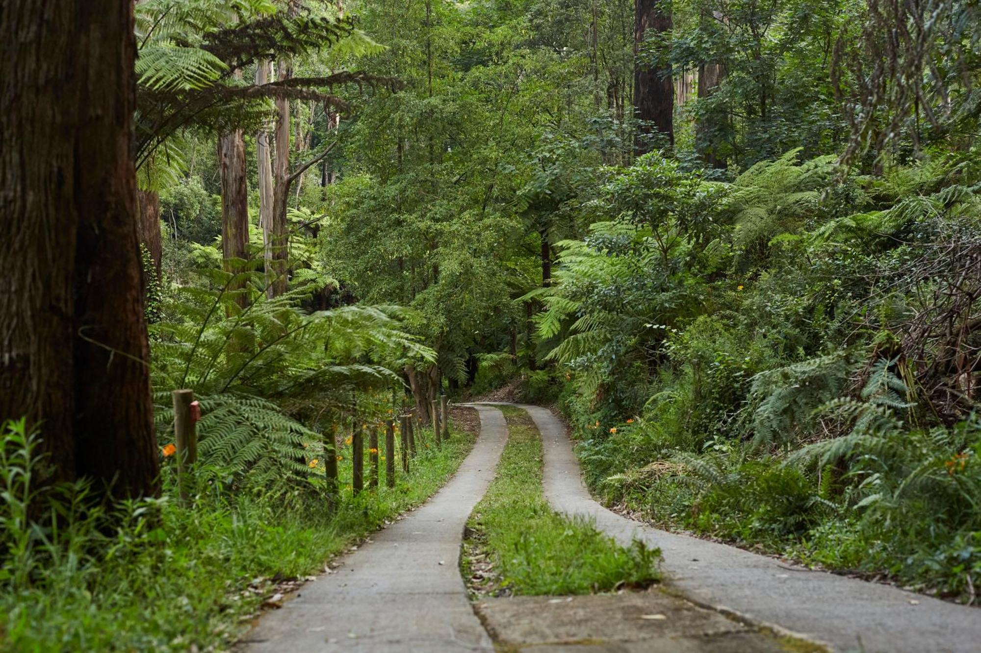 The Fernglen Forest Retreat Mount Dandenong Bagian luar foto