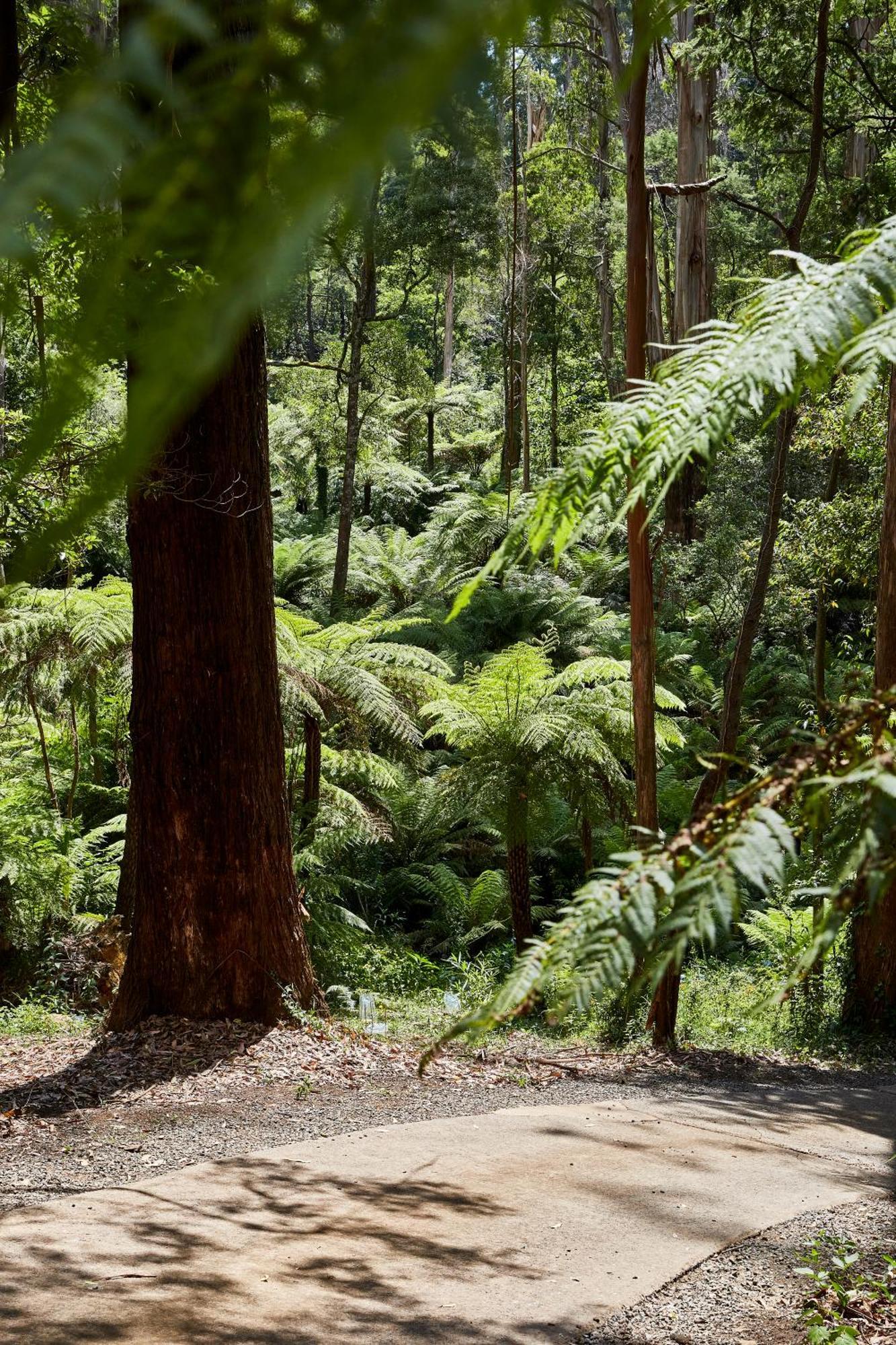 The Fernglen Forest Retreat Mount Dandenong Bagian luar foto