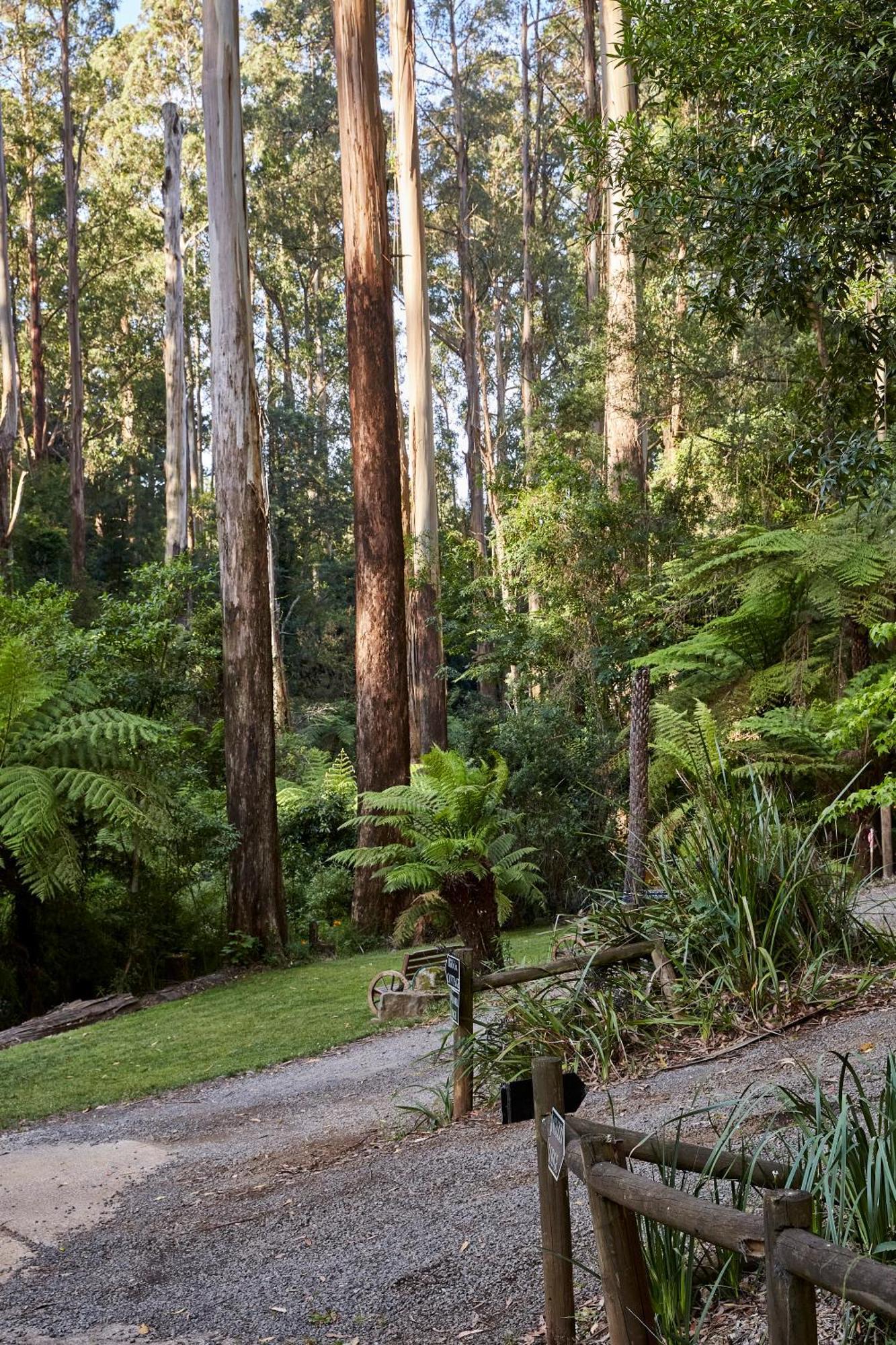 The Fernglen Forest Retreat Mount Dandenong Bagian luar foto