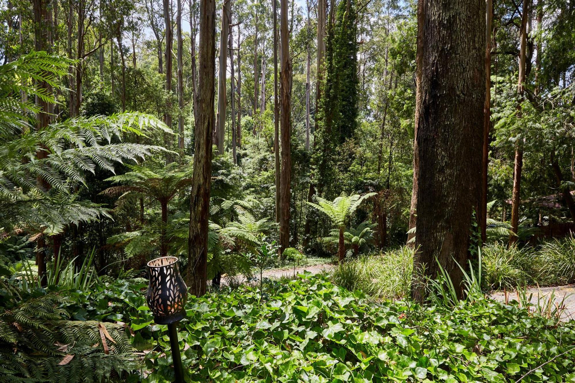 The Fernglen Forest Retreat Mount Dandenong Bagian luar foto
