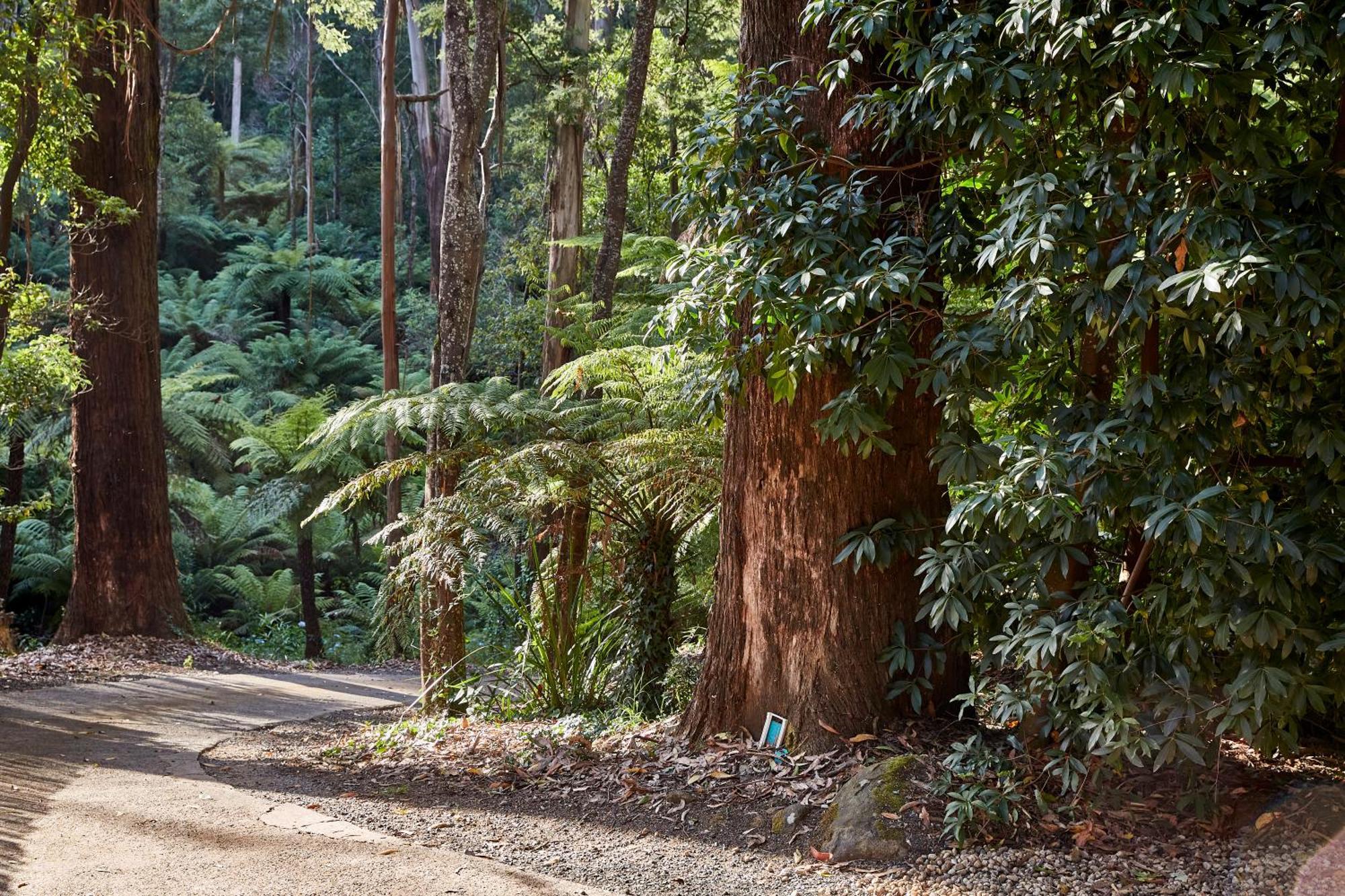 The Fernglen Forest Retreat Mount Dandenong Bagian luar foto